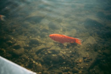 Temiz bir gölde büyük bir sazan balığı yığını.