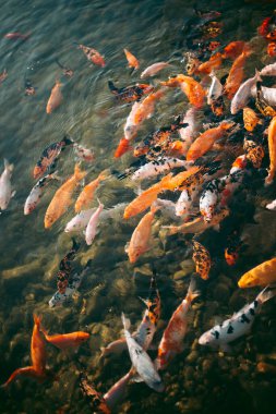 Temiz bir gölde büyük bir sazan balığı yığını.