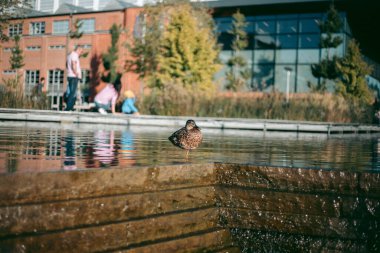 Öğleden sonra suda ördek portresi