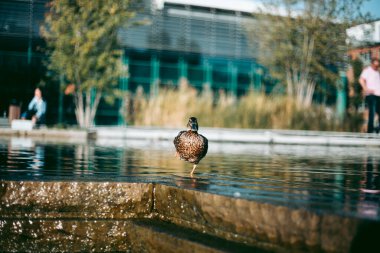 Öğleden sonra suda ördek portresi