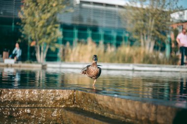 Öğleden sonra suda ördek portresi