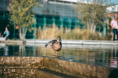 Öğleden sonra suda ördek portresi