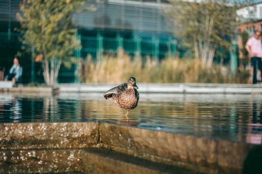 Öğleden sonra suda ördek portresi