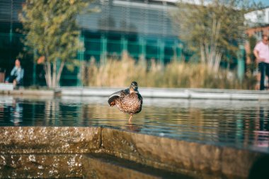 Öğleden sonra suda ördek portresi