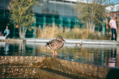 Öğleden sonra suda ördek portresi