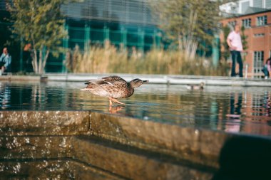 Öğleden sonra suda ördek portresi