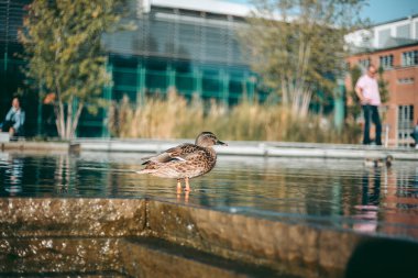 Öğleden sonra suda ördek portresi