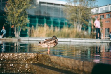 Öğleden sonra suda ördek portresi