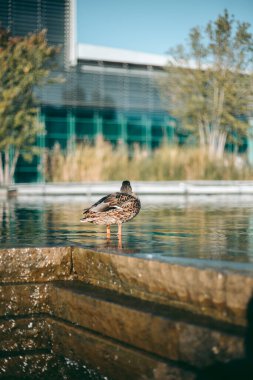 Öğleden sonra suda ördek portresi