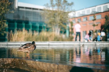 Öğleden sonra suda ördek portresi