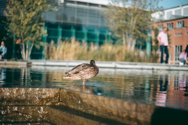 Öğleden sonra suda ördek portresi