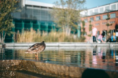 Öğleden sonra suda ördek portresi