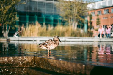 Öğleden sonra suda ördek portresi