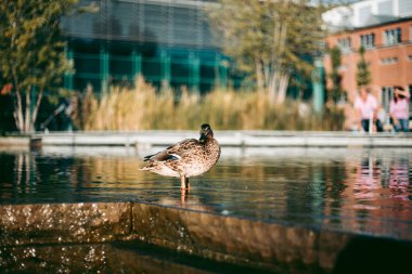 Öğleden sonra suda ördek portresi