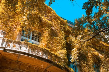 Eski bir binanın ön cephesindeki yeşil bitkilere tırmanıyor.