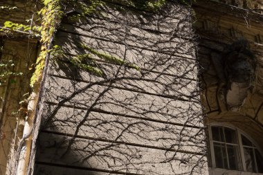 Eski bir binanın ön cephesindeki yeşil bitkilere tırmanıyor.
