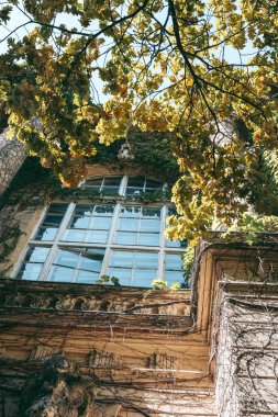 Eski bir binanın ön cephesindeki yeşil bitkilere tırmanıyor.