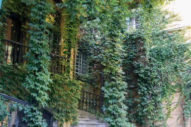 Eski bir binanın ön cephesindeki yeşil bitkilere tırmanıyor.