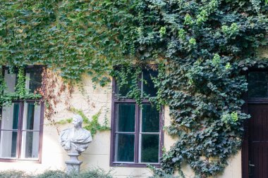 Eski bir binanın ön cephesindeki yeşil bitkilere tırmanıyor.