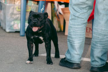 Sahibinin ayağının yanındaki sokakta tasmalı siyah köpek bulldog.