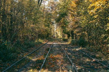 Sonbaharda ormanda tren için raylar.