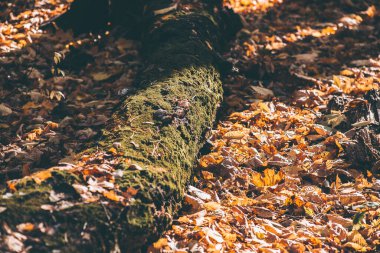İlkbaharda ormanda parlak sarı yapraklar