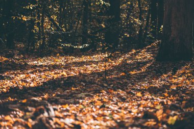 İlkbaharda ormanda parlak sarı yapraklar
