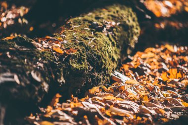 İlkbaharda ormanda parlak sarı yapraklar