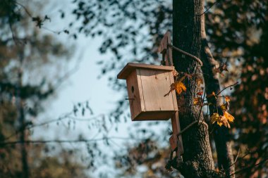 Sonbahar ormanında kuş yemliği