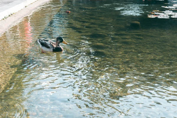 Portrait of a duck on water in the afternoon