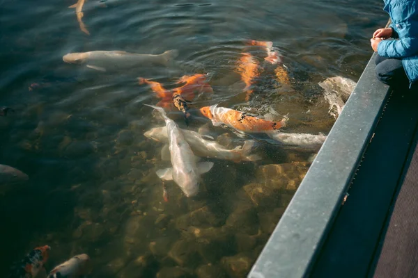 Large Accumulation Carps Clear Lake — Stock Photo, Image