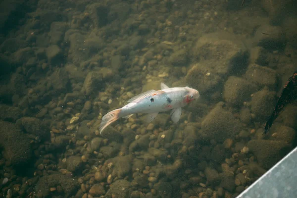 Temiz bir gölde büyük bir sazan balığı yığını.