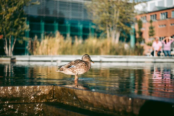 Portrait of a duck on water in the afternoon