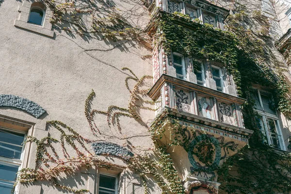 Klättra Gröna Växter Fasaden Gammal Byggnad — Stockfoto