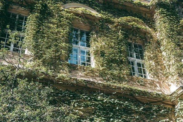 Escalada Plantas Verdes Fachada Edifício Antigo — Fotografia de Stock