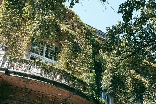 Plantas Verdes Trepadoras Fachada Antiguo Edificio — Foto de Stock