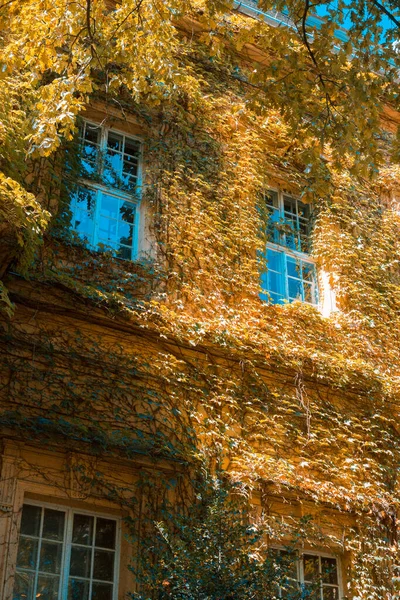 Piante Verdi Rampicanti Sulla Facciata Vecchio Edificio — Foto Stock