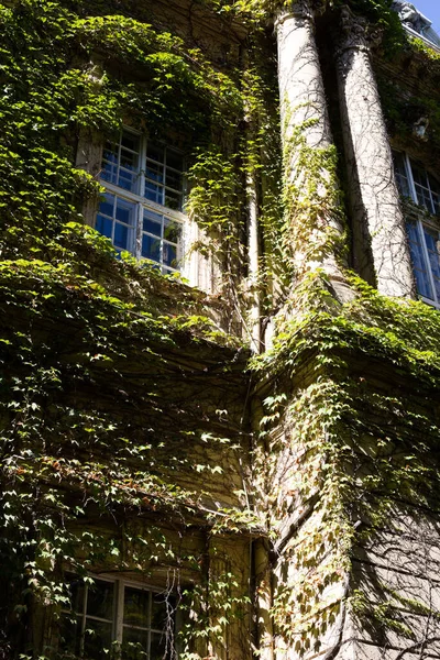 Eski bir binanın ön cephesindeki yeşil bitkilere tırmanıyor.