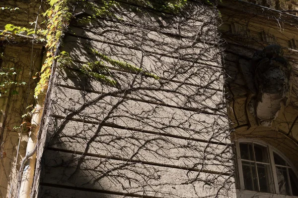 Eski bir binanın ön cephesindeki yeşil bitkilere tırmanıyor.