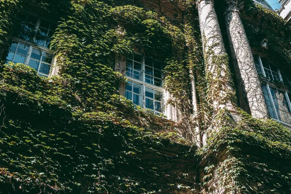 Escalada Plantas Verdes Fachada Edifício Antigo — Fotografia de Stock