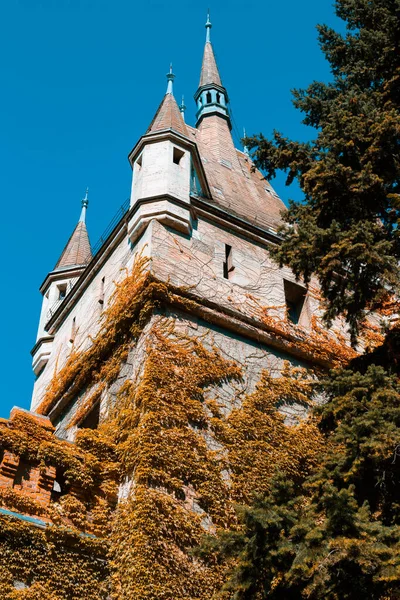 Eski bir binanın ön cephesindeki yeşil bitkilere tırmanıyor.