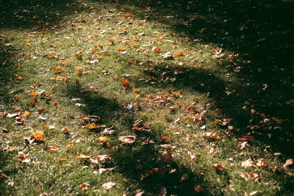 Folhas Amarelas Outono Com Árvores Tarde — Fotografia de Stock