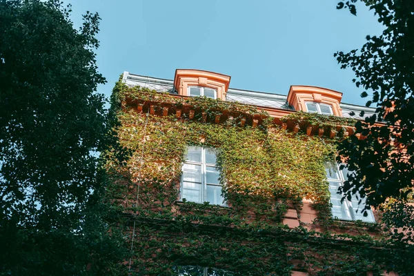 Plantas Verdes Trepadoras Fachada Antiguo Edificio — Foto de Stock