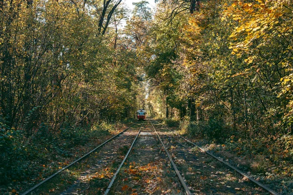 Rails Para Trem Floresta Outono — Fotografia de Stock