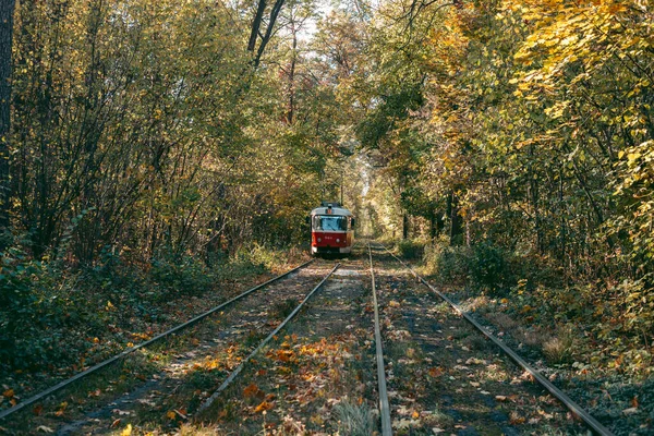 Alte Rote Straßenbahn Herbstwald — Stockfoto