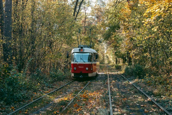 Старый Красный Трамвай Осеннем Лесу — стоковое фото