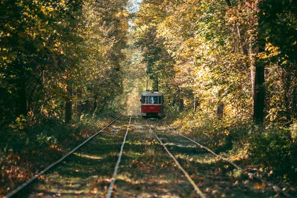 Alte Rote Straßenbahn Herbstwald — Stockfoto