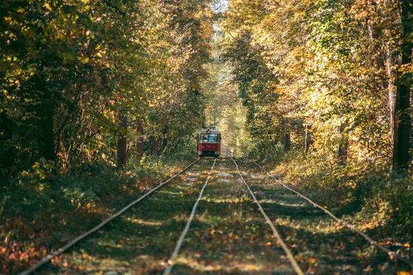 Vieux Tramway Rouge Dans Forêt Automne — Photo