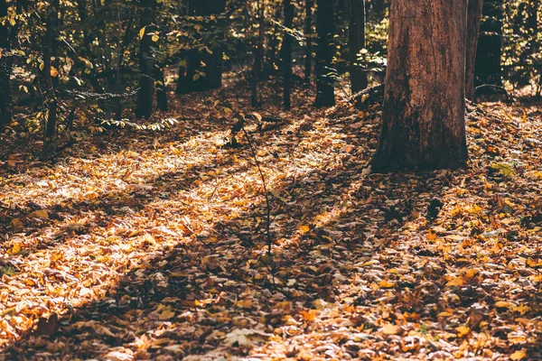 Весна Яскраво Жовте Листя Лісі — стокове фото