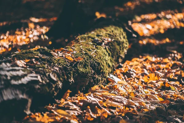 İlkbaharda ormanda parlak sarı yapraklar